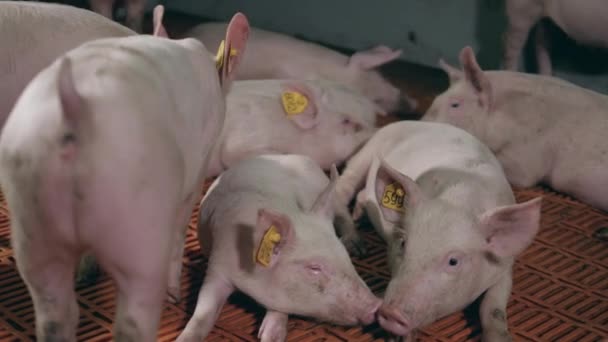 Des porcs déchiquetés sont couchés sur le sol à la ferme — Video