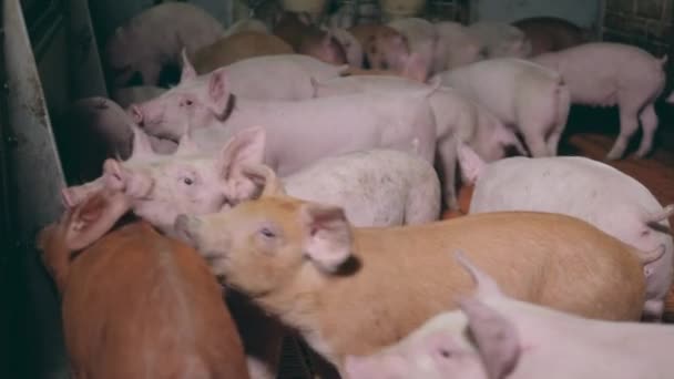 農場の小豚がフェンスの横に群がっている — ストック動画