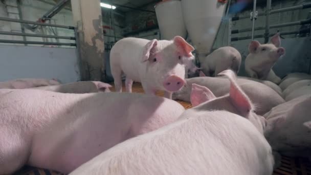 Troupeau de porcs dans la cour d'une ferme intérieure 