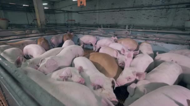 Pig stock in the cote of the piggery — Stock Video