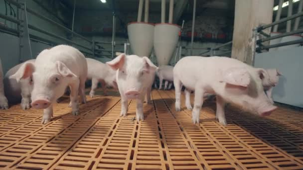 Bedrijfsruimten voor de landbouw met veel biggen — Stockvideo