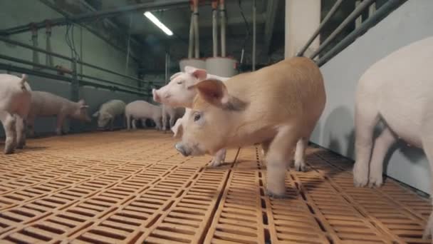 Jonge biggen zijn bang voor de camera. Varkensboerderij met veel varkens. — Stockvideo