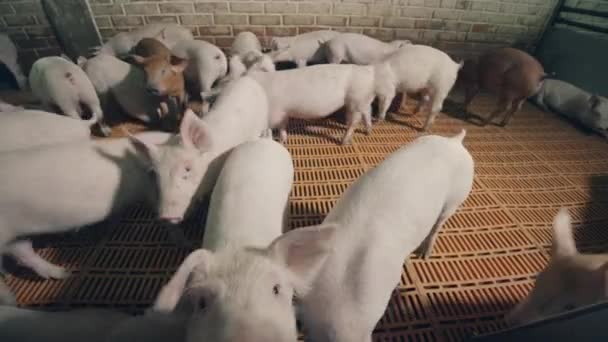 Беспокойное свиное стадо на свиноферме — стоковое видео