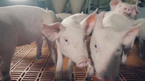 Hocicos de cerdos de granja curiosos en el patio. Granja de cerdos moderna con cerdos — Vídeos de Stock