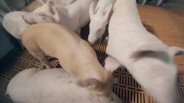 Piggery yard with piglets being restless — Stock Video