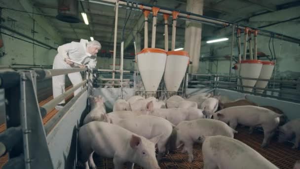 Un ouvrier de la porcherie examine un cheptel porcin. Exploitant porcin contrôlant les porcs à la ferme . — Video