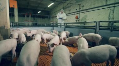 Çiftlik işçisi domuzları kontrol ediyor. Domuz çiftçisi domuzları kontrol ediyor..