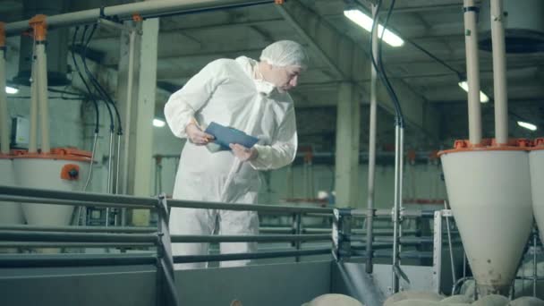 O inspector está a verificar os leitões. Produtor de suínos que verifica suínos na exploração . — Vídeo de Stock