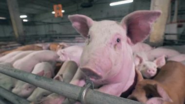 Close up of a farm pig trying to bite a fence