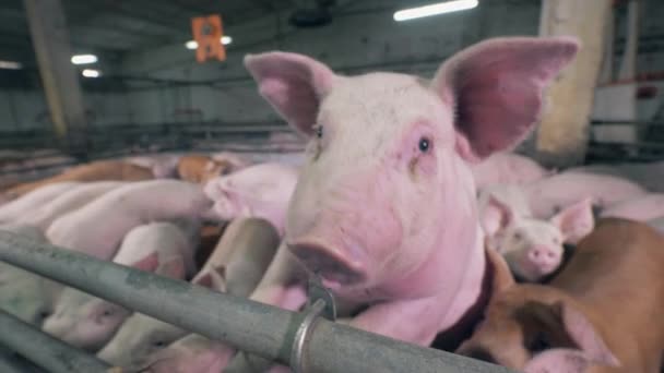 Primo piano di un maiale da fattoria che cerca di mordere una recinzione — Video Stock