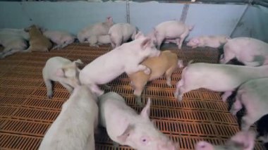 Pigs are playing with each other in the piggery cote