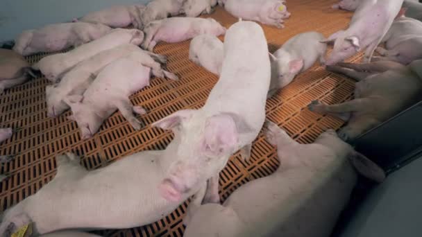 Granja de cerdos con lechones descansando — Vídeo de stock