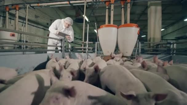 Os porcos estão a roubar sob controlo dos agricultores. — Vídeo de Stock