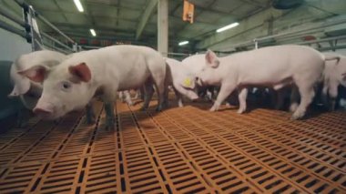 Farm piglets are sniffing camera with interest