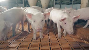 Small piggies are coming towards the camera