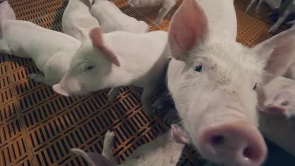 Los cerdos jóvenes están tratando de oler la cámara. — Vídeos de Stock