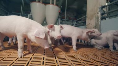 Curious piglets in the piggery yard