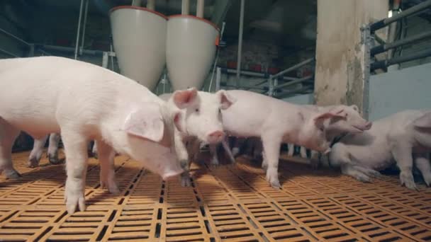 Leitões curiosos no quintal dos porcos — Vídeo de Stock