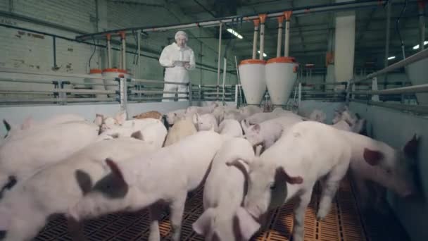 Landbouwarbeider observeert ruisende varkens in de tuin — Stockvideo