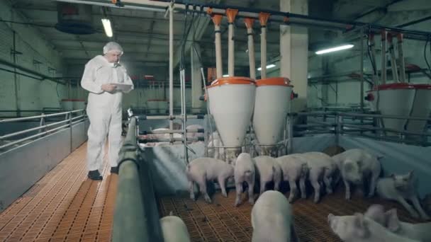 Mannelijke inspecteur kijkt naar biggetjes terwijl ze zich voeden. Veterinair werk op een varkenshouderij, landbouwconcept. — Stockvideo