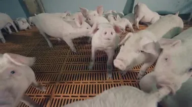 Young pigs are being playful in the piggery cote