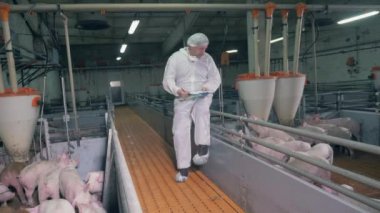 Male farmer is sitting on a fence and watching pigs Veterinarian doctor on a pig farm.