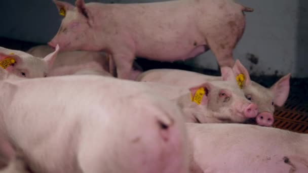 Chipped pigs are playing in the pig farm yard — Stock Video