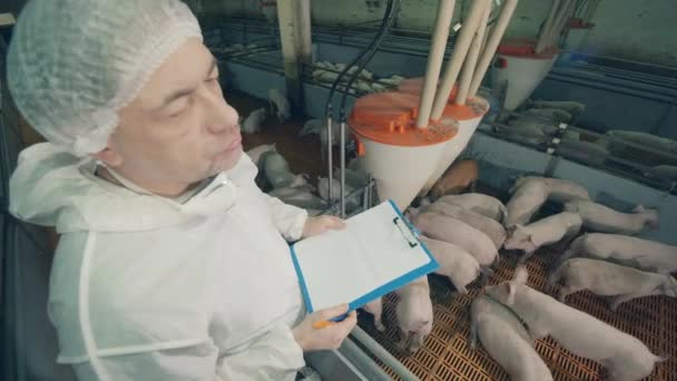 Male expert with a chartboard is inspecting piglets — ストック動画