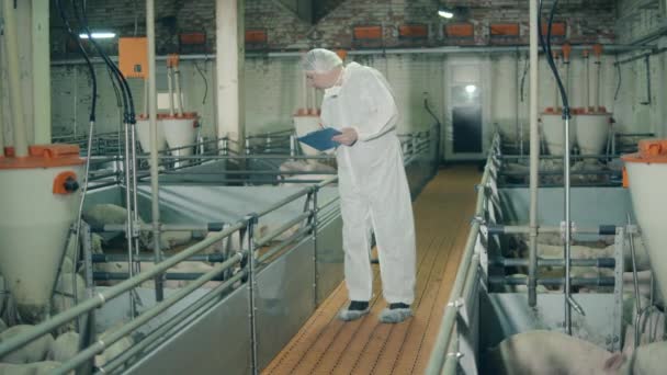 L'esperto della fattoria sta guardando i maialini nella culla. Lavori veterinari in un allevamento di suini, concetto di industria agricola . — Video Stock