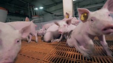 Chipped farm pigs are trying to sniff the camera