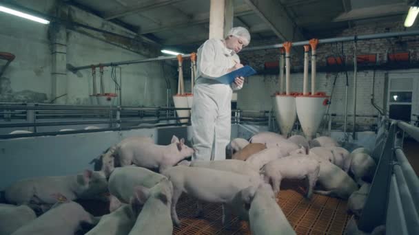 Ο αρσενικός αγρότης στέκεται στην αυλή με τα γουρούνια και κρατάει σημειώσεις. Κτηνίατρος εργάζεται σε χοιροτροφείο, έννοια της γεωργικής βιομηχανίας. — Αρχείο Βίντεο