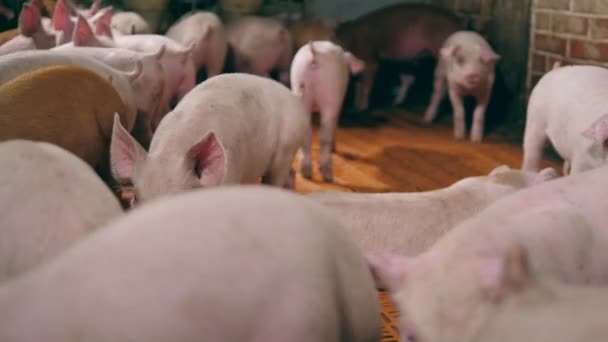 Cote de cerdo con un montón de lechones juguetones — Vídeo de stock