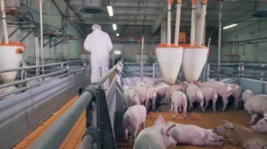 Domuz çiftliğindeki veteriner doktor. Çiftlik işçisi domuz bahçesinden uzaklaşıyor.