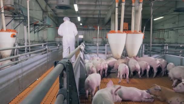 Veterinärläkare på en grisfarm. Gårdsarbetare går bort från grisgården — Stockvideo