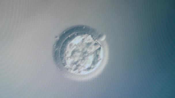 Células fertilizadas bajo un microscopio . — Vídeo de stock