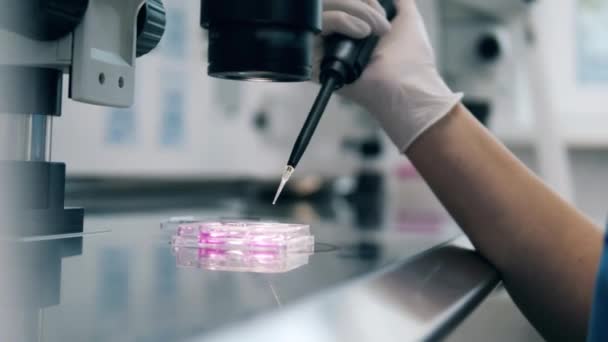 Arzt verwendet Nadel und arbeitet mit befruchteten Eizellen. In-vitro-Fertilisation unter dem Mikroskop. — Stockvideo