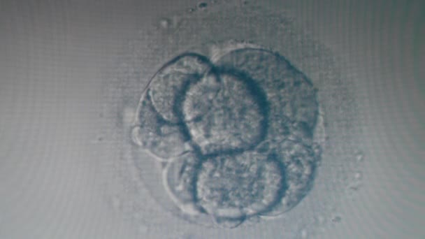 Muchas células fertilizadas bajo microscopio moderno . — Vídeos de Stock