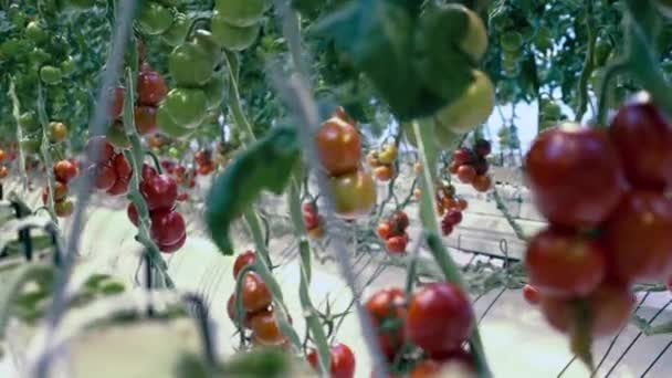 Tomates maduros frescos em estufa. Equipamento de verdura com tomates vermelhos e verdes crescendo perto — Vídeo de Stock