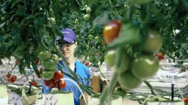 Agricultural worker is gathering ripe tomatoes in the greenhouse