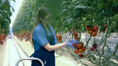 Smiling lady is harvesting tomatoes in the glasshouse