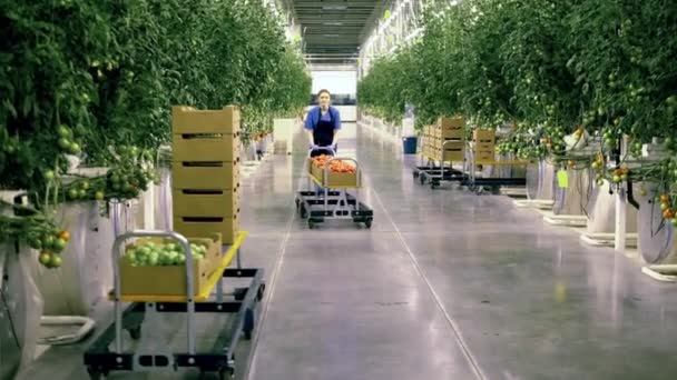 La signorina sta trasferendo scatole con pomodori lungo la serra. — Video Stock