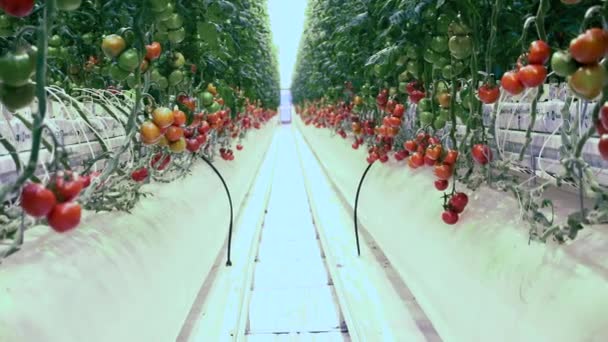 An isle between two rows of tomatoes in the greenhouse. Fresh ripe tomatoes in greenhouse. — Stok video