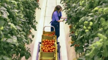 Top view of a female worker gathering tomatoes in the greenery