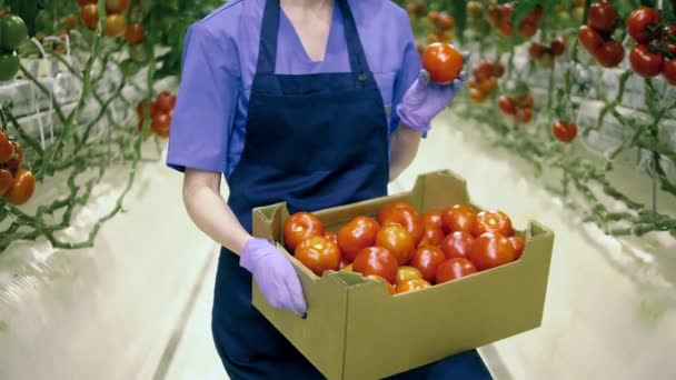 Ящик з червоними помідорами в руках зеленого працівника. Свіжі стиглі помідори в теплиці . — стокове відео