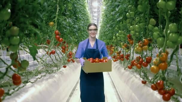 Agricultor feminino está sorrindo enquanto segura uma caixa de tomates maduros — Vídeo de Stock