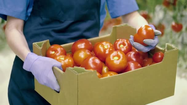 Tomates frescos maduros en invernadero. Primer plano de los tomates maduros en la caja en poder del trabajador de invernadero — Vídeo de stock