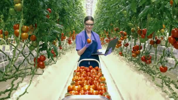 Зеленый работник с ноутбуком осматривает собранные помидоры — стоковое видео