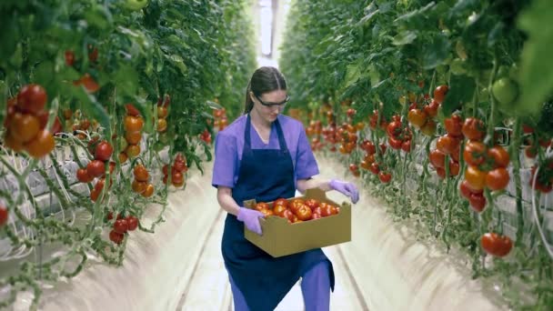 La lavoratrice tiene una scatola di pomodori rossi e sorride — Video Stock