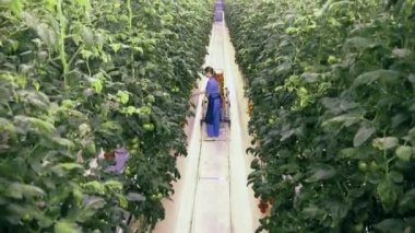 Agriculturist is walking and collecting tomatoes in a top view. Fresh ripe tomatoes in greenhouse.
