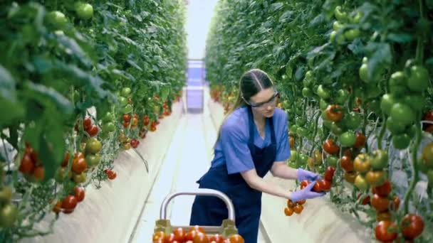 Senhora trabalhadora está coletando tomates na estufa — Vídeo de Stock
